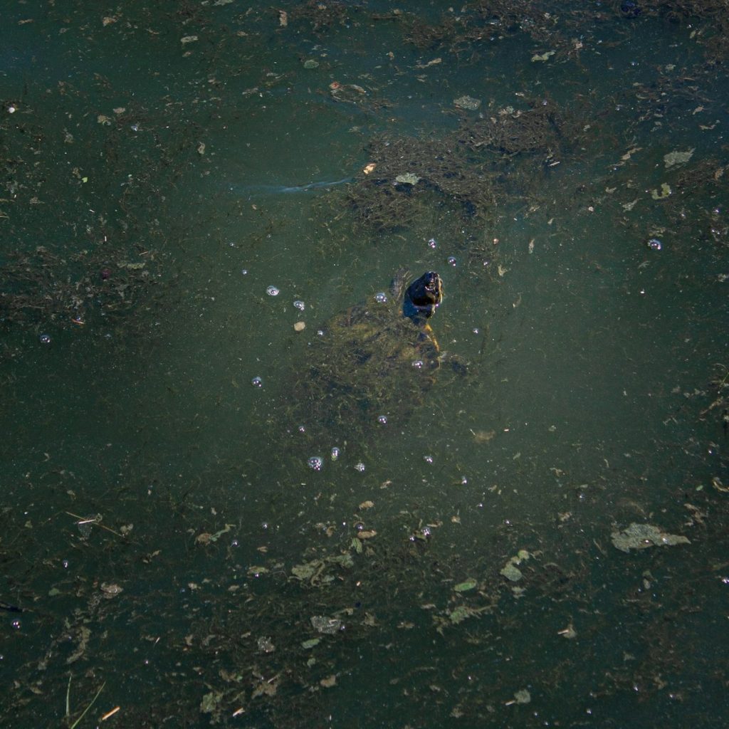 New Law Targets Water Executives Over Environmental Failures A bird is swimming in a pond of water