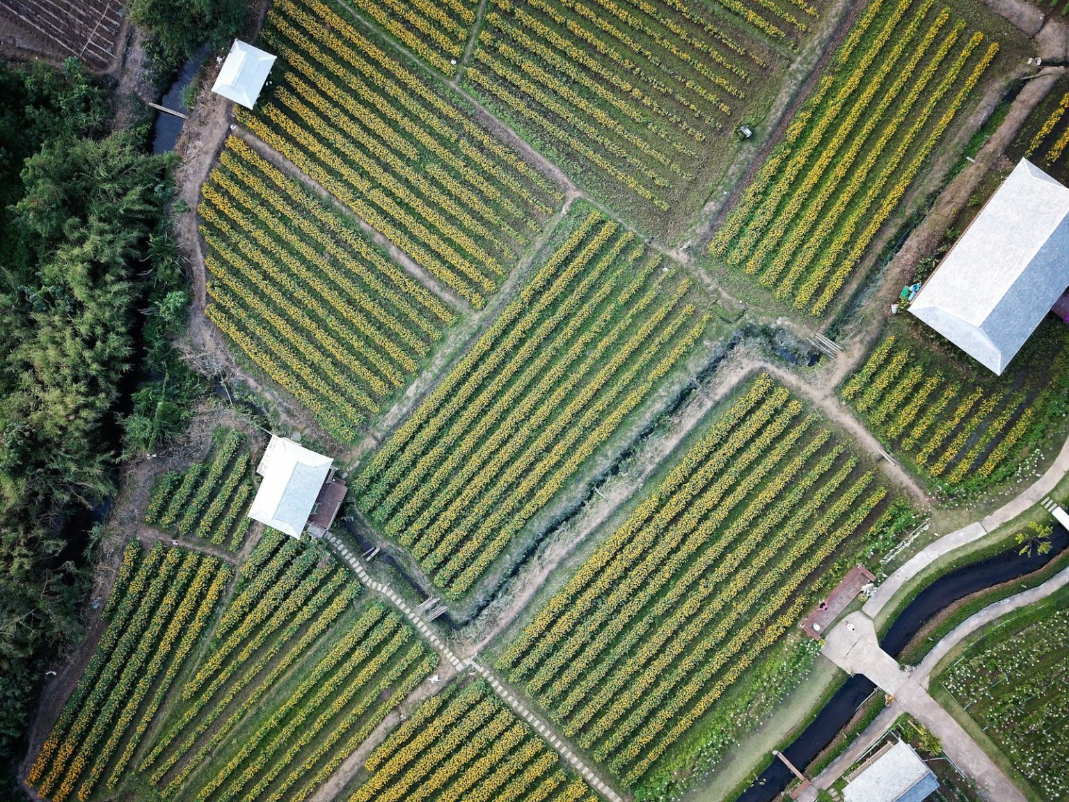 How Solar Panels Are Powering Both Energy and Agriculture aerial photography of green field and houses at daytime